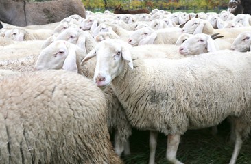 Naklejka premium sheep with thick white fur in a herd with lots of sheep