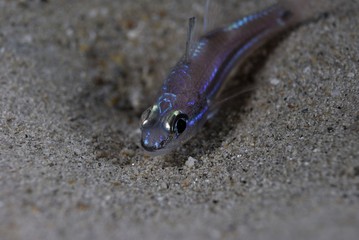 Small fish