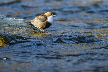 Wasseramsel