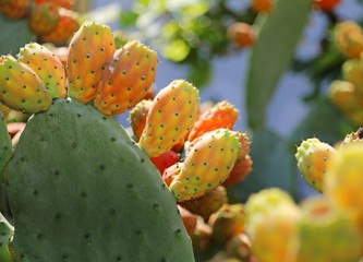 many Indian fig opuntia or Prickly pear  in the cactus