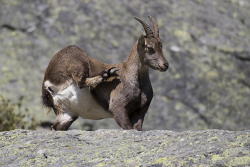 Bouquetin en train de se gratter