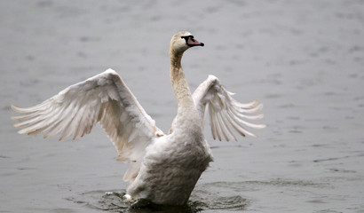 Beautiful swan spreads its wings on Danube river in Zemun, Belgrade, Serbia.
