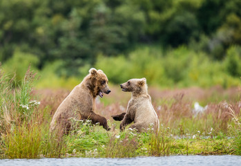 Mother brown bear with a cub playing on the shore of the lake. USA. Alaska. Katmai National Park. An excellent illustration.