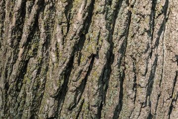 Obraz premium Bark Background