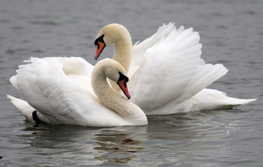 Pair of swans floating on the River Danube at Zemun in the Belgrade Serbia.
