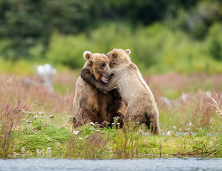 Fototapeta na wymiar Mother brown bear with a cub playing on the shore of the lake. USA. Alaska. Katmai National Park. An excellent illustration.