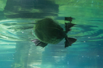Underwater duck