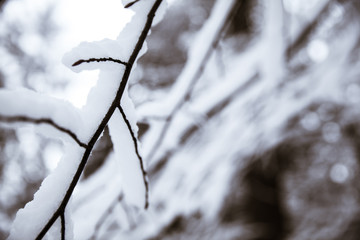 Snow on the branches while snowing