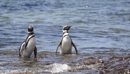 Obraz premium Penguin of Magellan