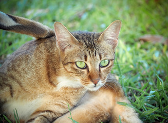 Obraz premium Portrait of beautiful domestic cat in the garden