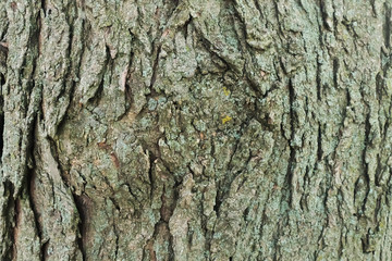 Bark Background