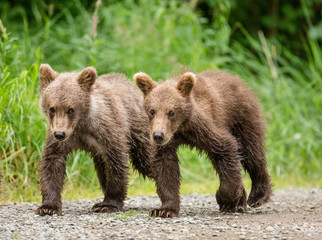 Obraz premium Two brown bear cub goes along the path next to each other. USA. Alaska. Katmai National Park. An excellent illustration