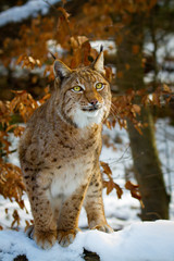 Lynx in winter