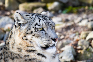 Snow leopard head