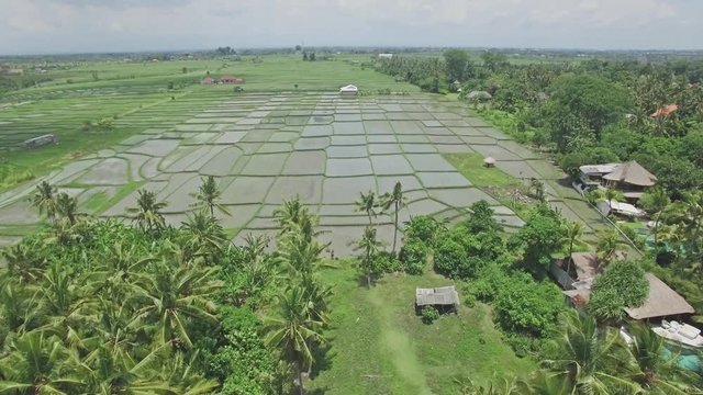 4k aerial footage of rice fields and palm trees.
