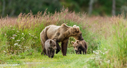 Fototapeta na wymiar Mother brown bear with cubs in the wild. USA. Alaska. Katmai National Park. An excellent illustration.