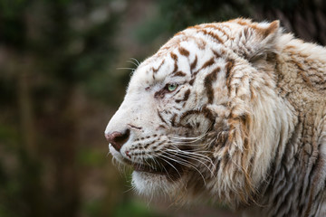 white Tiger