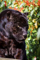 Tuinposter zwarte jaguar © Cloudtail