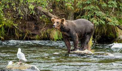 Brown bear standing on a rock in the middle of the river on a background of stunning landscape. USA. Alaska. Katmai National Park. An excellent illustration.