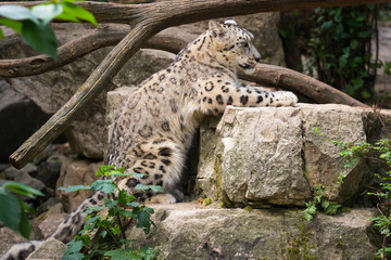 Snow leopard