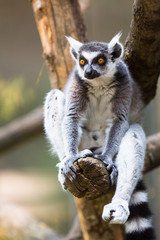 Lemur