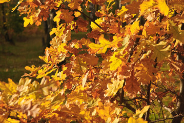 Quercus robur, or the pedunculate oak or the English oak in late autumn. The orange foliage. Fall