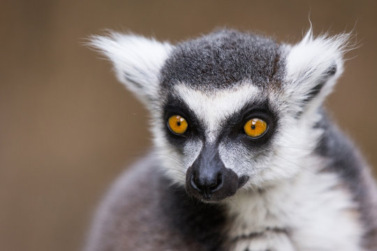 Ring tailed lemur