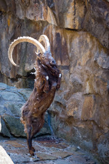 Ibex