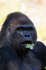 Gorilla