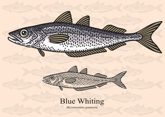 Blue Whiting. Vector illustration for artwork in small sizes. Suitable for graphic and packaging design, educational examples, web, etc.