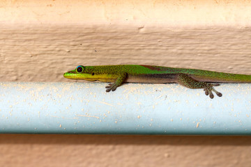 Phelsuma spp. On the wall of a house hunt insects, northern Madagascar