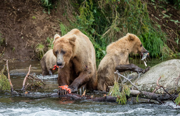 Obraz premium Mother brown bear with cub eating salmon in the river. USA. Alaska. Katmai National Park. An excellent illustration.
