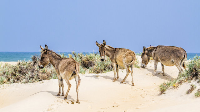 Mannar donkey in Kalpitiya, Sri Lanka