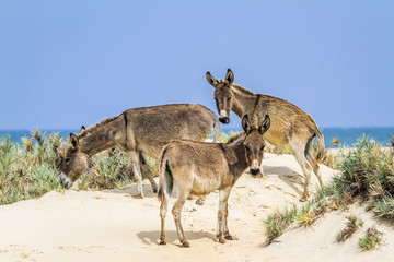 Mannar donkey in Kalpitiya, Sri Lanka
