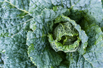 closed up green cabbage
