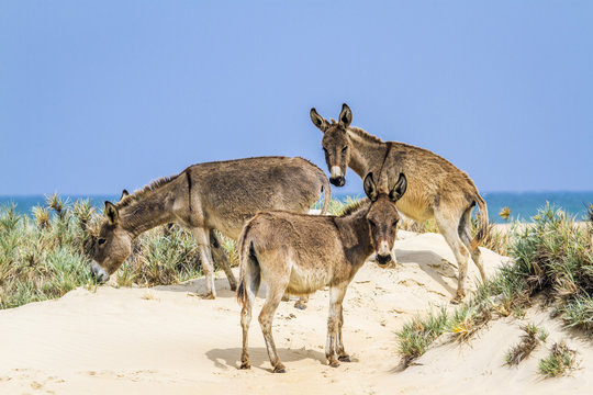 Mannar donkey in Kalpitiya, Sri Lanka