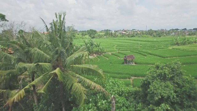 4k aerial footage of a rice field on Bali, Indonesia.