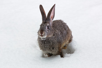 Easter rabbit on a snowy background, hare in the snow