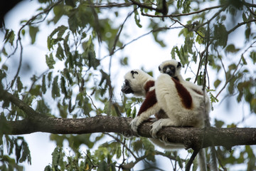 rare lemur Crowned Sifaka, Propithecus Coquerel, a female with a cub sits on a tree, Ankarafantsika Reserve, Madagascar
