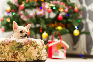 Chihuahua lying in the couch next to Christmas tree waiting for treats.