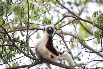 rare lemur Crowned Sifaka, Propithecus Coquerel, watching from a tree nearby, Ankarafantsika Reserve, Madagascar