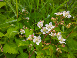 Blooming blackberry.