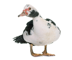 Barbarie duck in studio