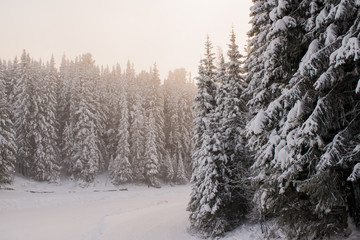 Winter forest covered with snow in the frosty haze and fog