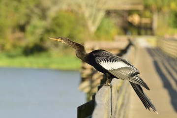 Anhinga on a boardwalk over the Gulf of Mexico.