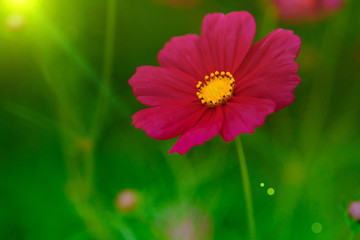 Selective focus and soft focus of cosmos  with hot sunny day.
