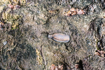Dried mud. Bottle in the dirty mud, sewage sludge.