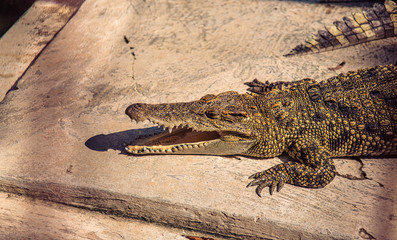 Head of crocodile on a farm
