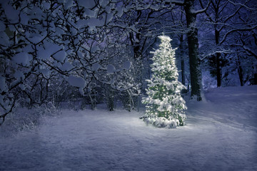 Obraz premium Christmas Tree in Snow