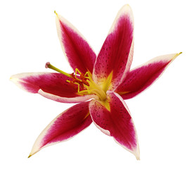 lily red-white flower on a white background isolated  with clipping path. for design.